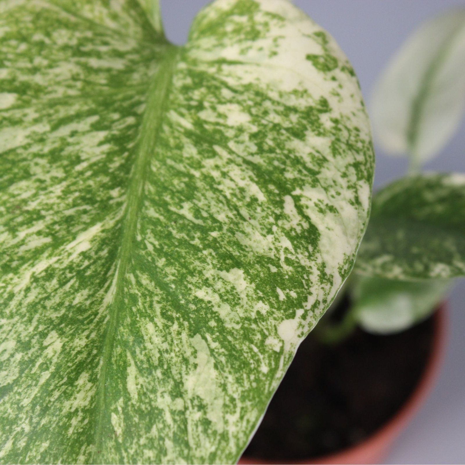 Rare Houseplants - Monstera Mint - Odd Leaf