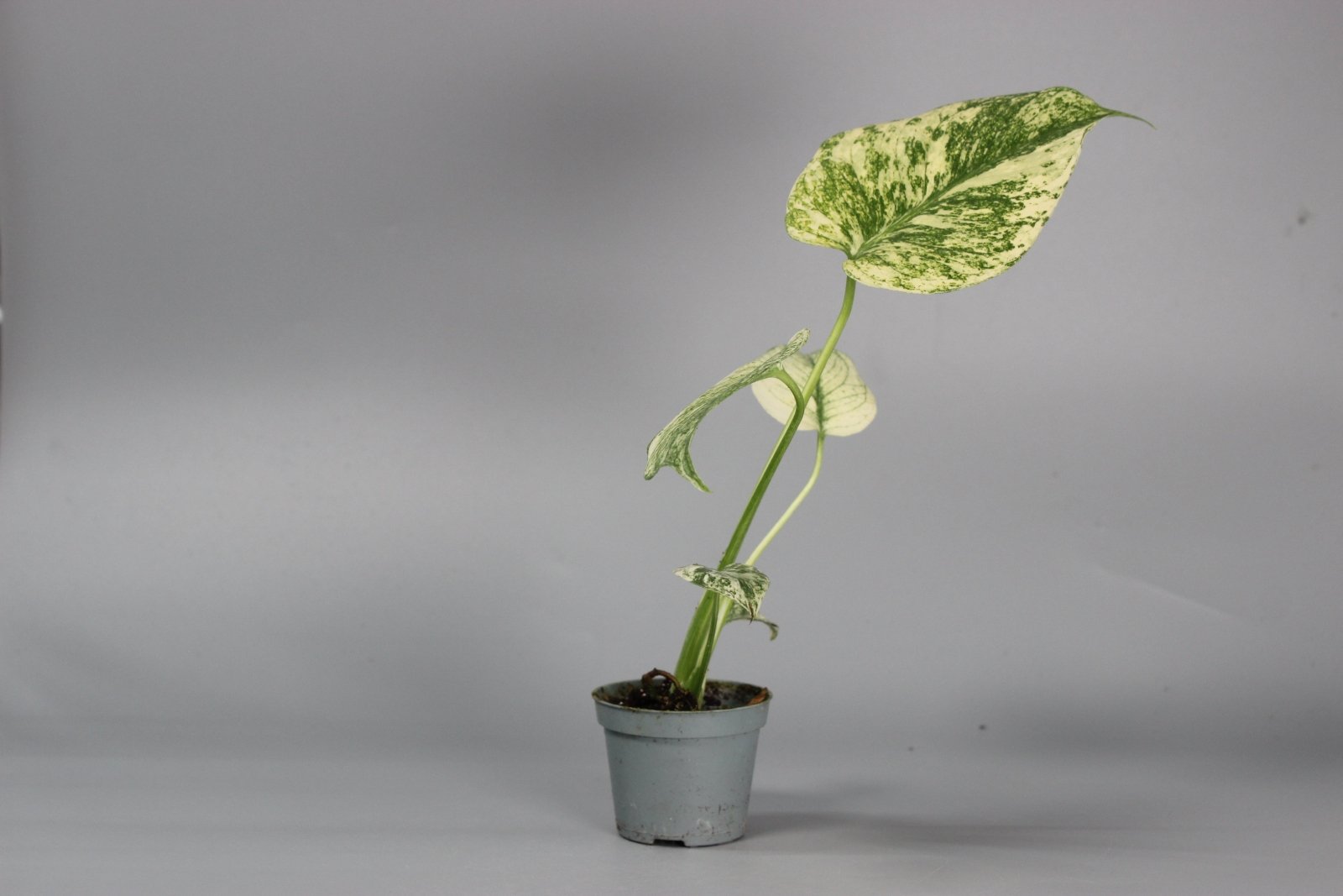 Rare Houseplants - Monstera Mint - Odd Leaf
