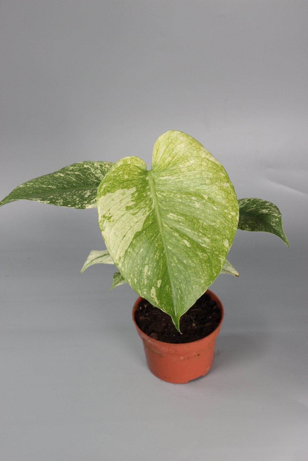 Rare Houseplants - Monstera Mint - Odd Leaf