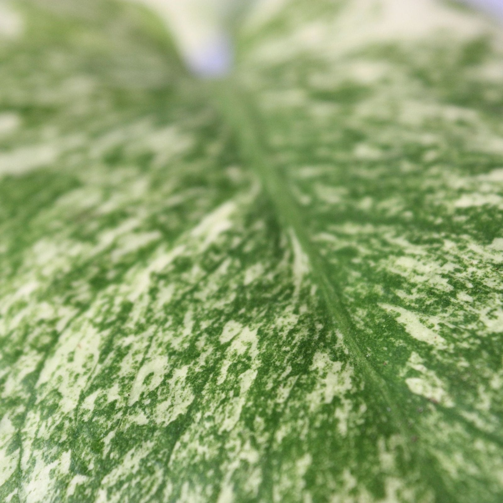 Rare Houseplants - Monstera Mint - Odd Leaf