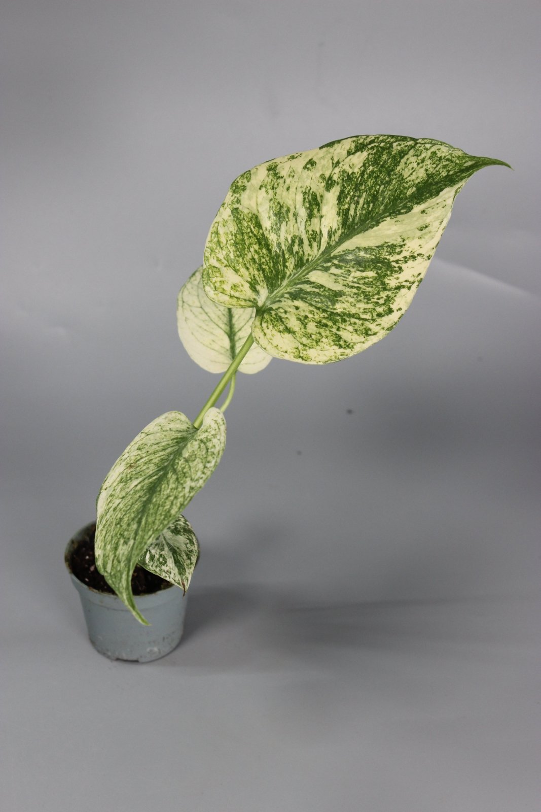 Rare Houseplants - Monstera Mint - Odd Leaf