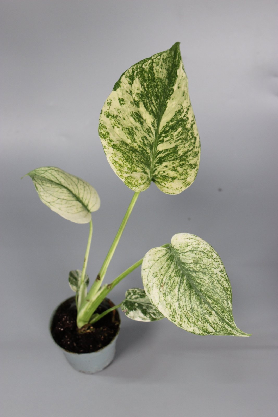 Rare Houseplants - Monstera Mint - Odd Leaf