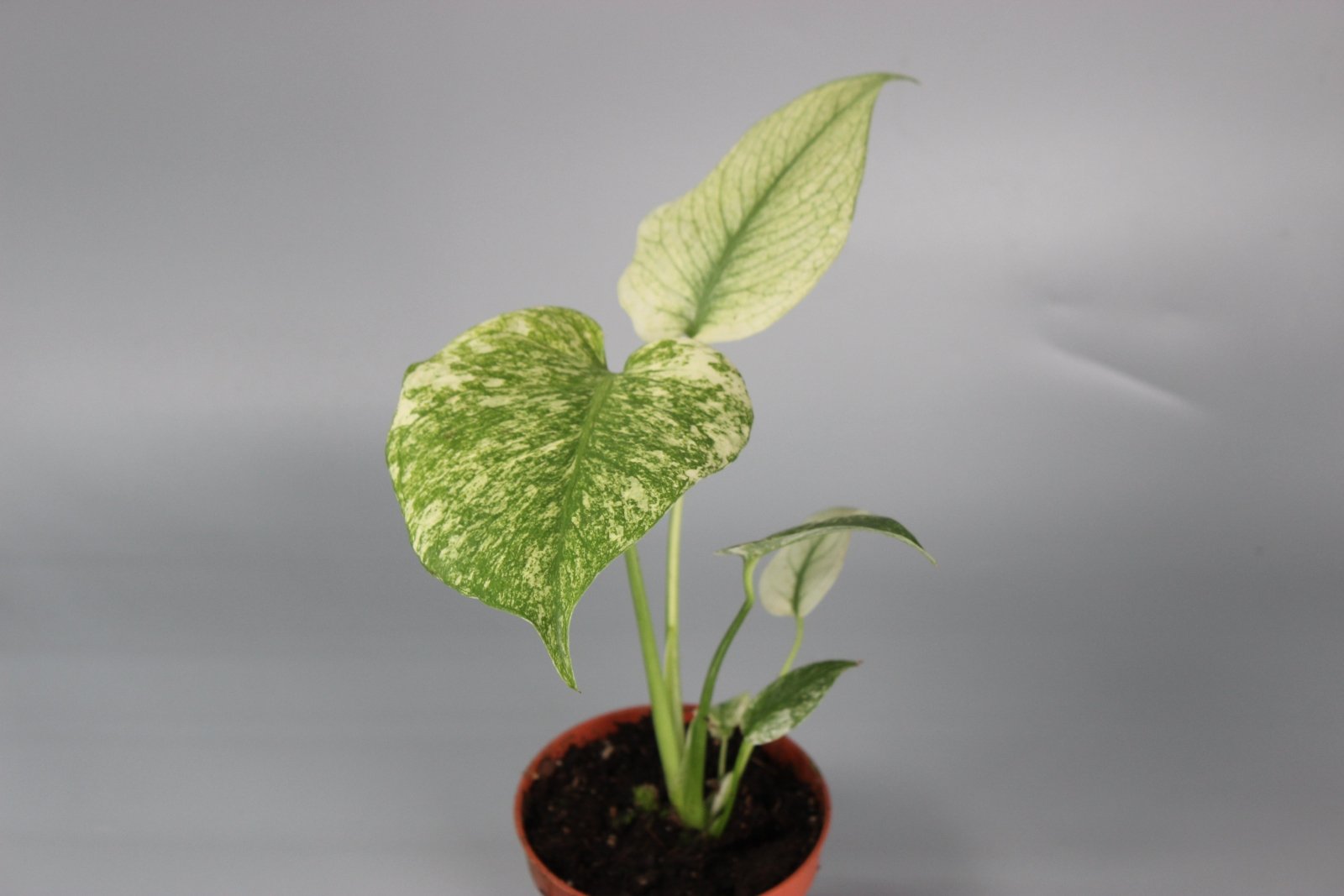 Rare Houseplants - Monstera Mint - Odd Leaf