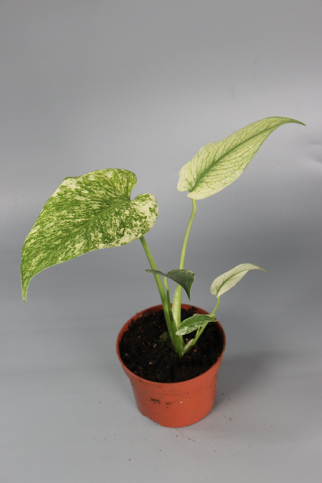 Rare Houseplants - Monstera Mint - Odd Leaf