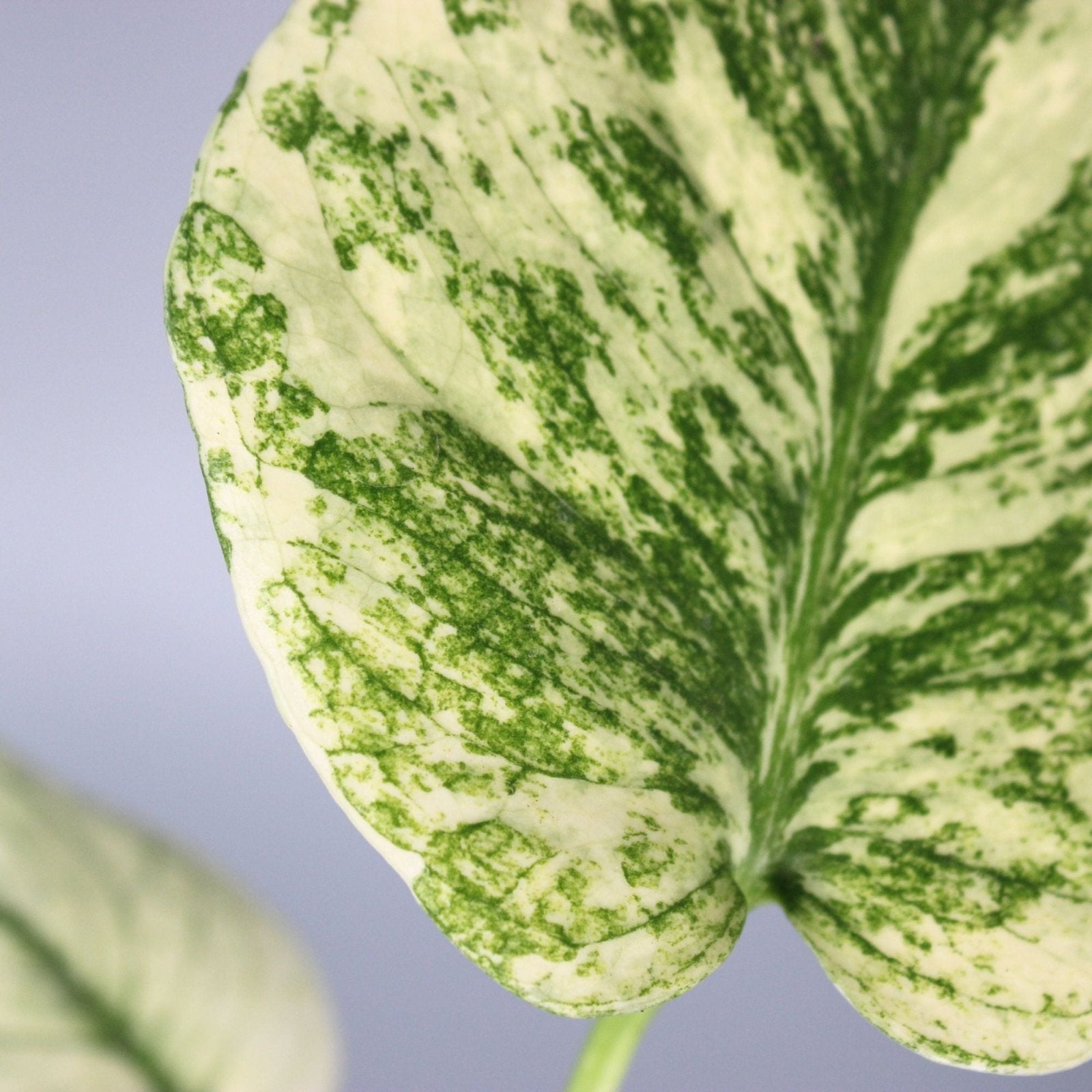 Rare Houseplants - Monstera Mint - Odd Leaf