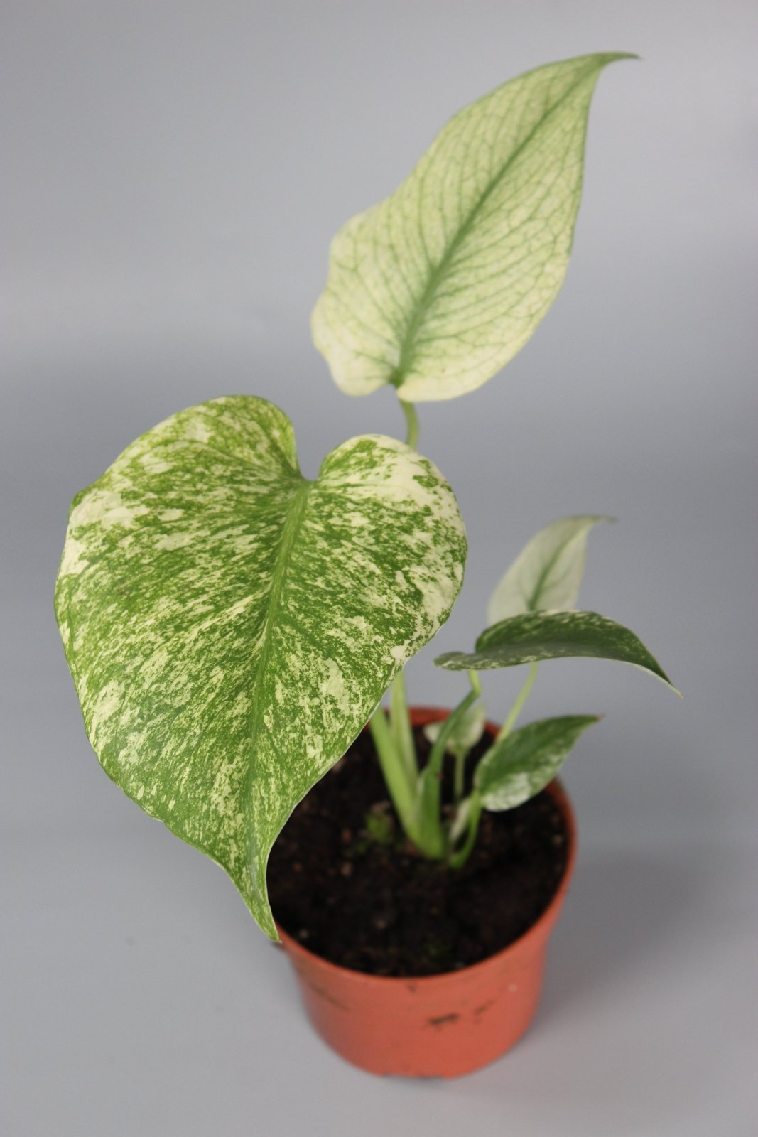 Rare Houseplants - Monstera Mint - Odd Leaf