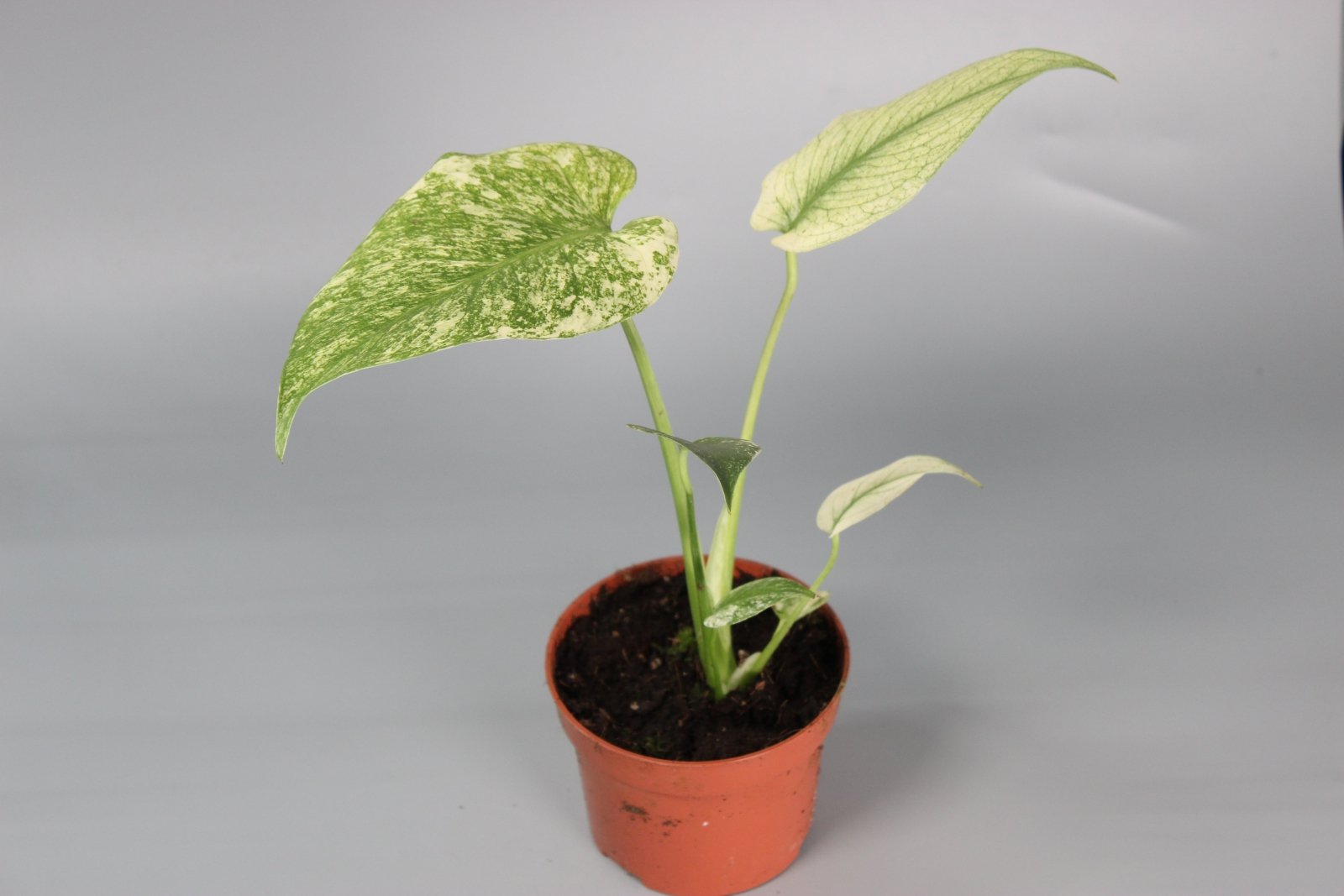 Rare Houseplants - Monstera Mint - Odd Leaf