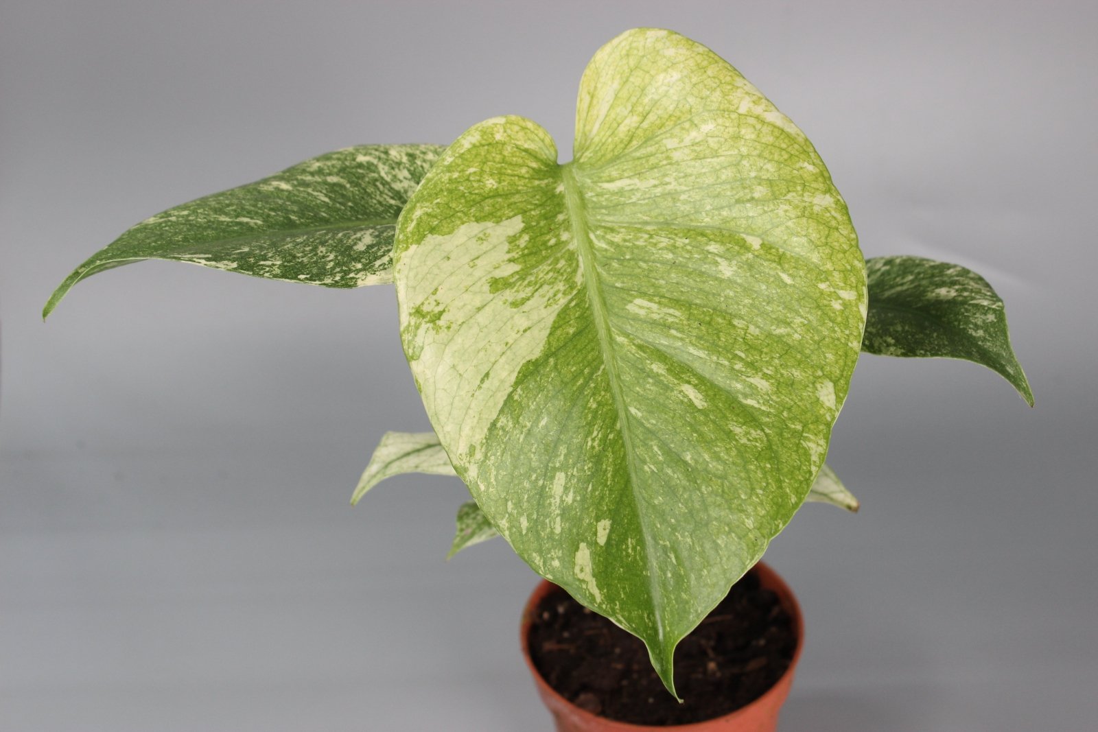 Rare Houseplants - Monstera Mint - Odd Leaf
