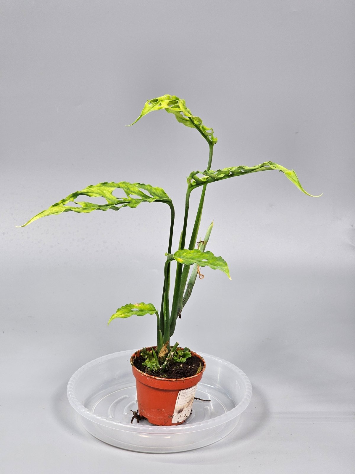 Rare Houseplants - Monstera Obliqua 'peru' - C | Rare Houseplants - Odd Leaf