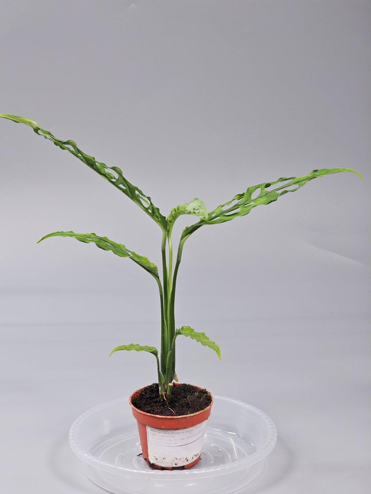 Rare Houseplants - Monstera Obliqua 'peru' - O | Rare Houseplants - Odd Leaf