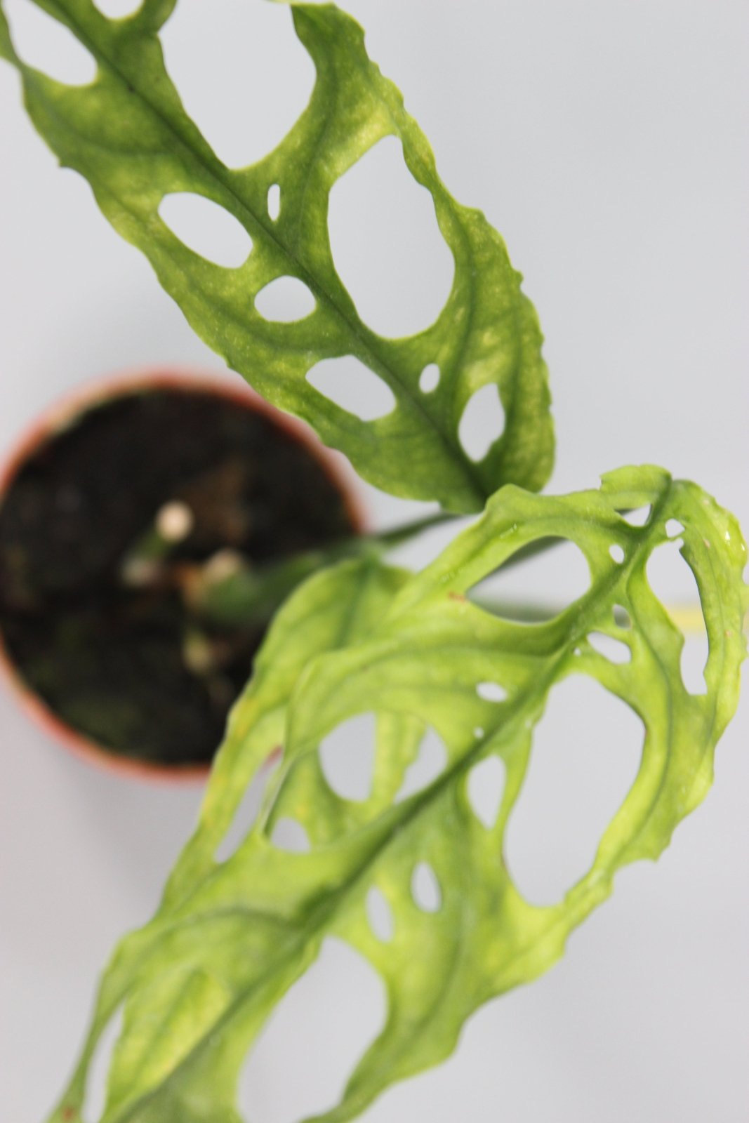 Rare Houseplants - Monstera Obliqua Peru - Odd Leaf