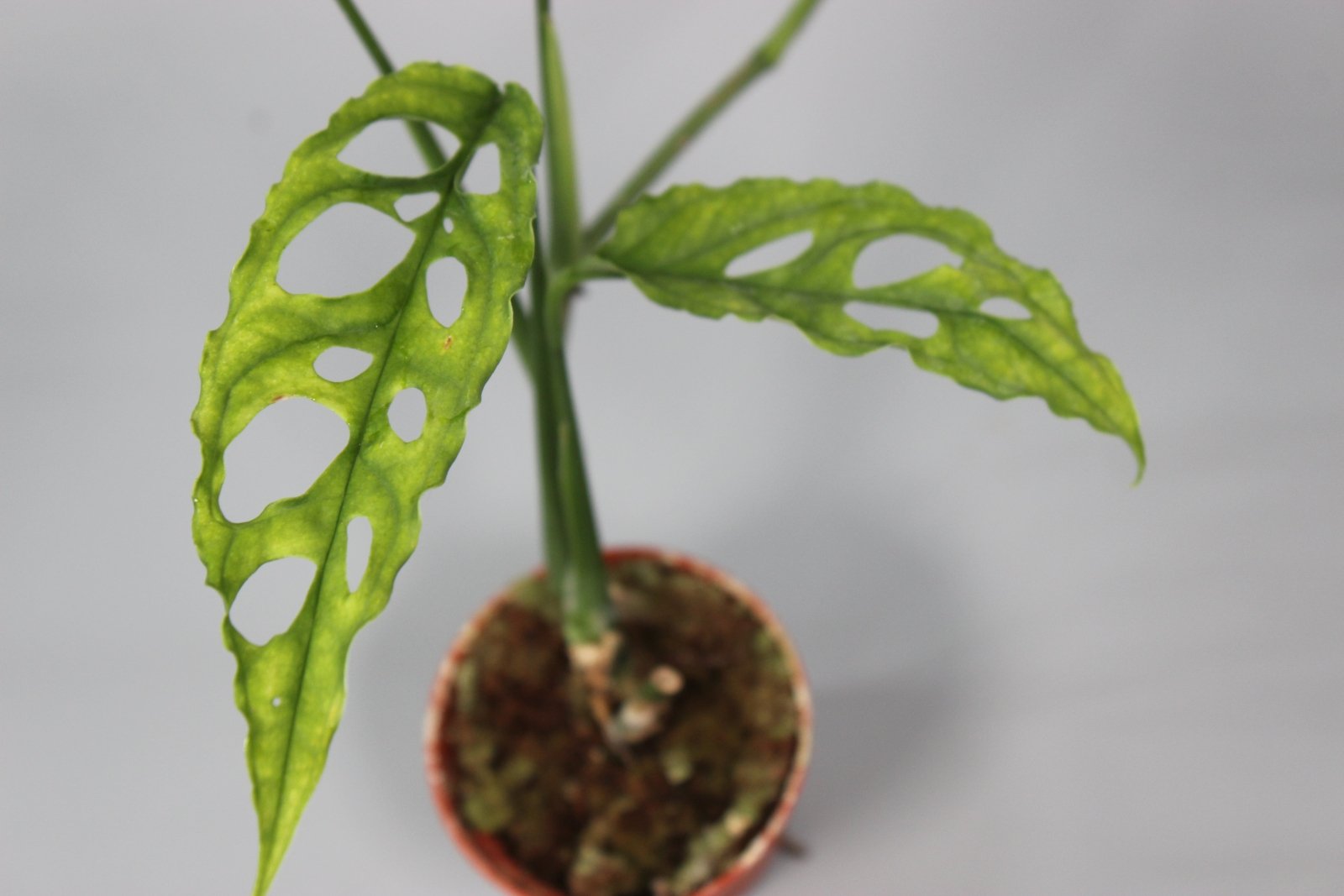 Rare Houseplants - Monstera Obliqua Peru - Odd Leaf