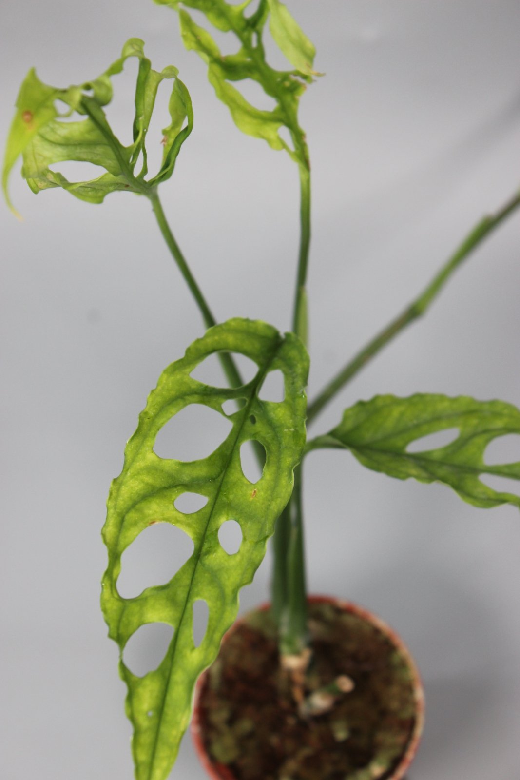 Rare Houseplants - Monstera Obliqua Peru - Odd Leaf
