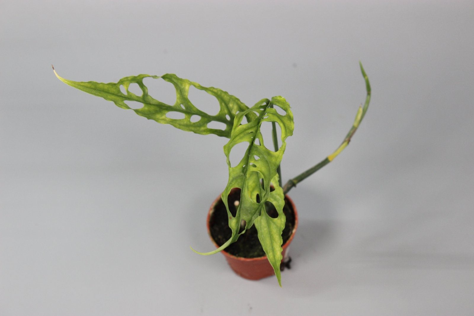 Rare Houseplants - Monstera Obliqua Peru - Odd Leaf