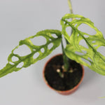 Rare Houseplants - Monstera Obliqua Peru - Odd Leaf