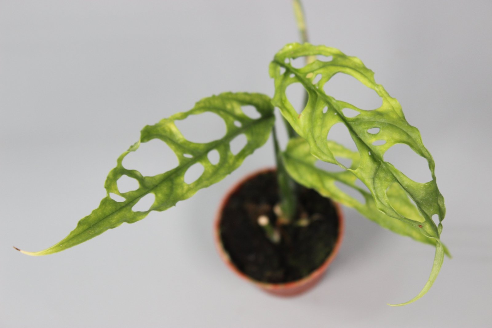 Rare Houseplants - Monstera Obliqua Peru - Odd Leaf