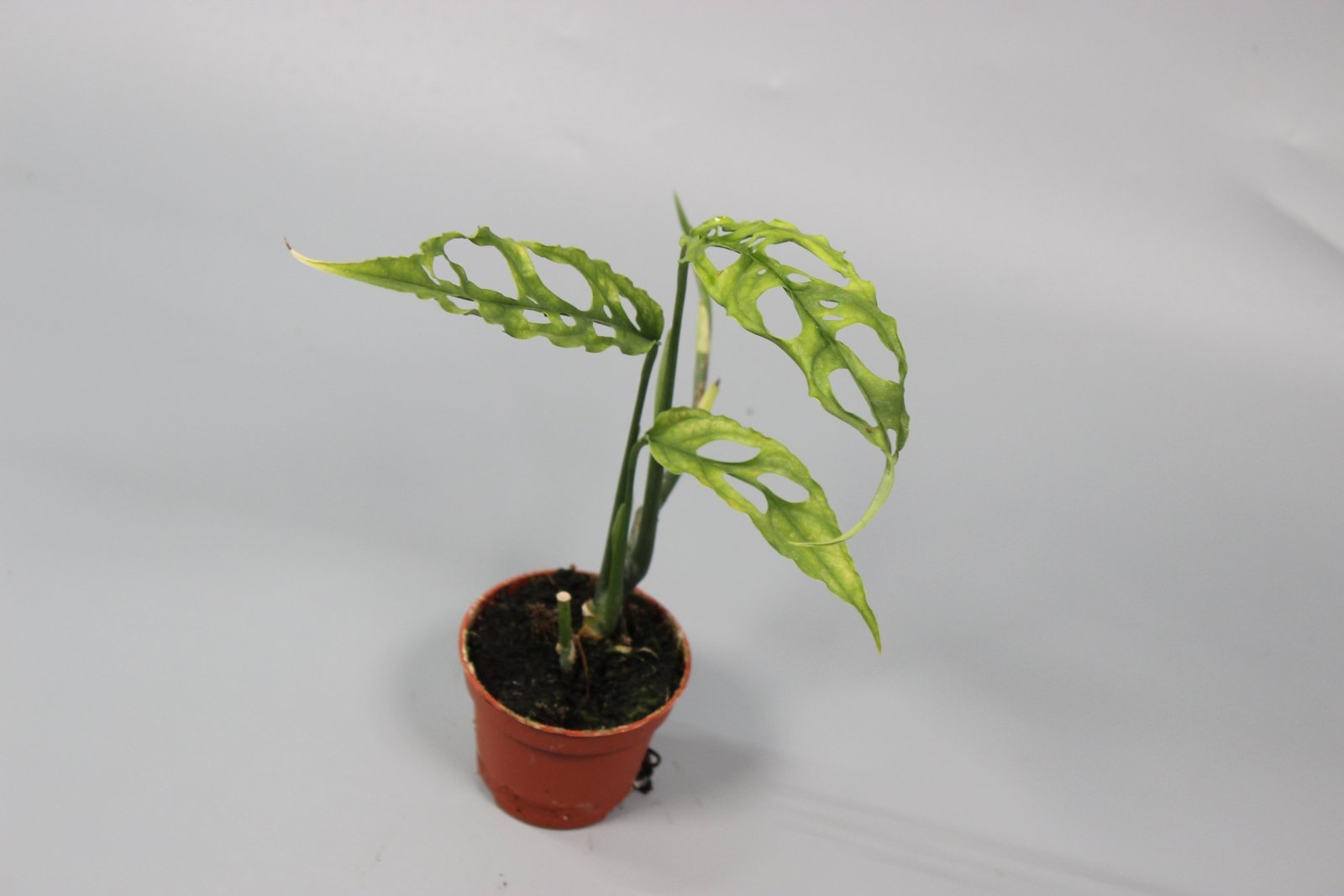 Rare Houseplants - Monstera Obliqua Peru - Odd Leaf