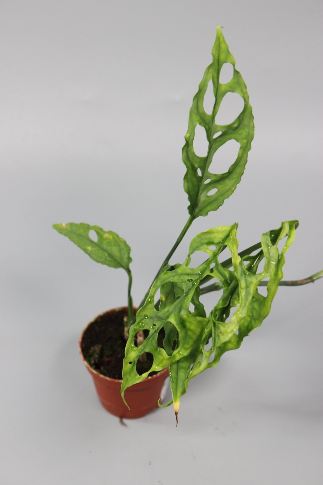 Rare Houseplants - Monstera Obliqua Peru - Odd Leaf
