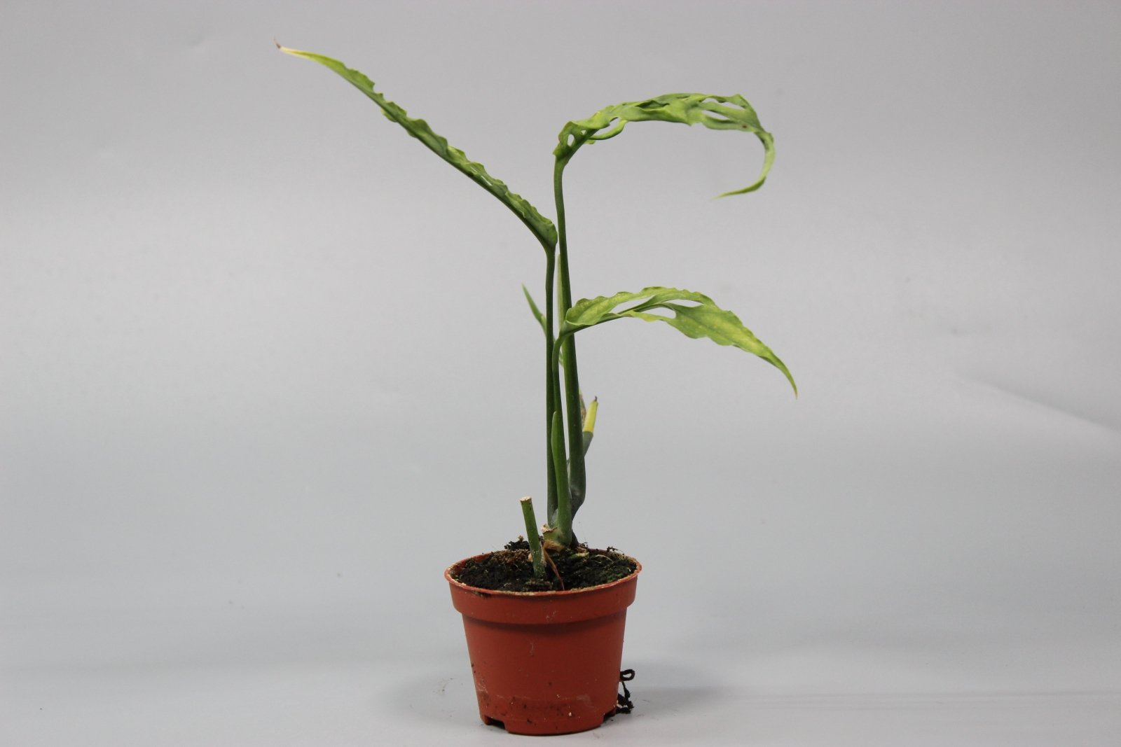 Rare Houseplants - Monstera Obliqua Peru - Odd Leaf