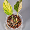 Rare Houseplants - Monstera Peru Karstenianum Variegated - Odd Leaf