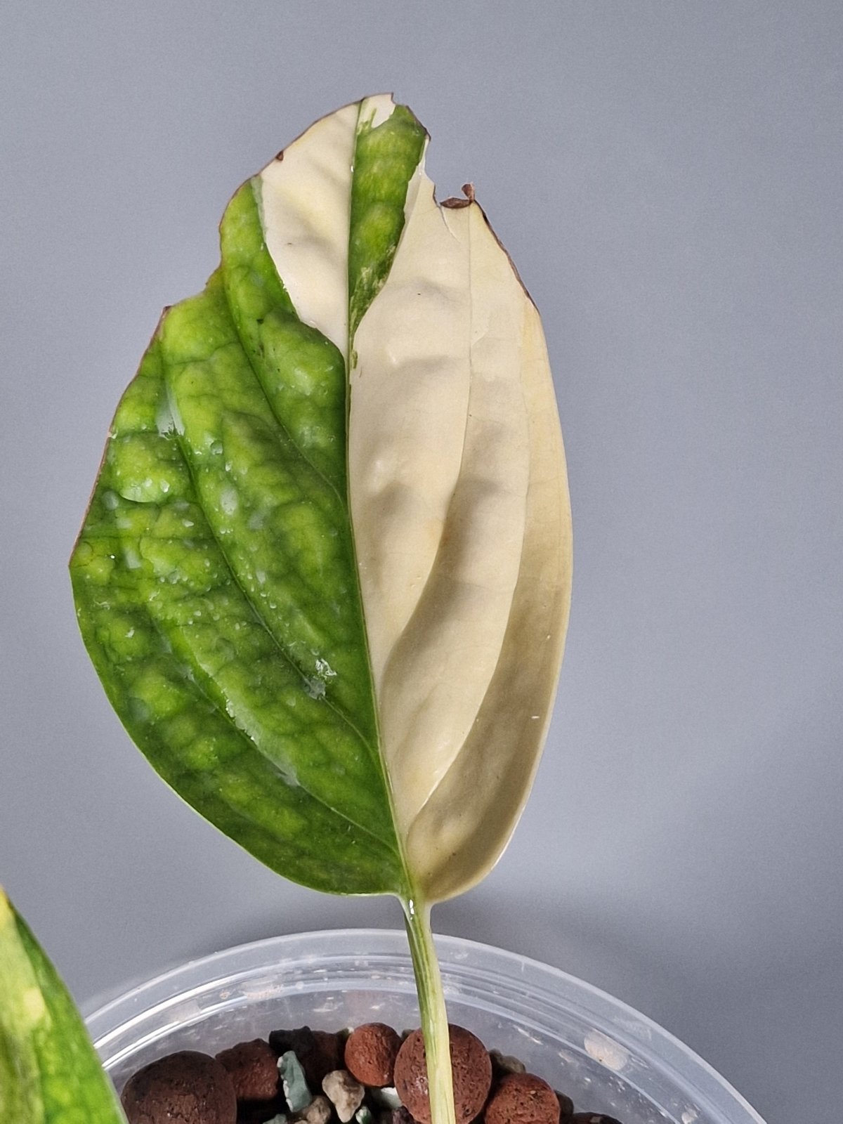 Rare Houseplants - Monstera Peru Karstenianum Variegated - Odd Leaf