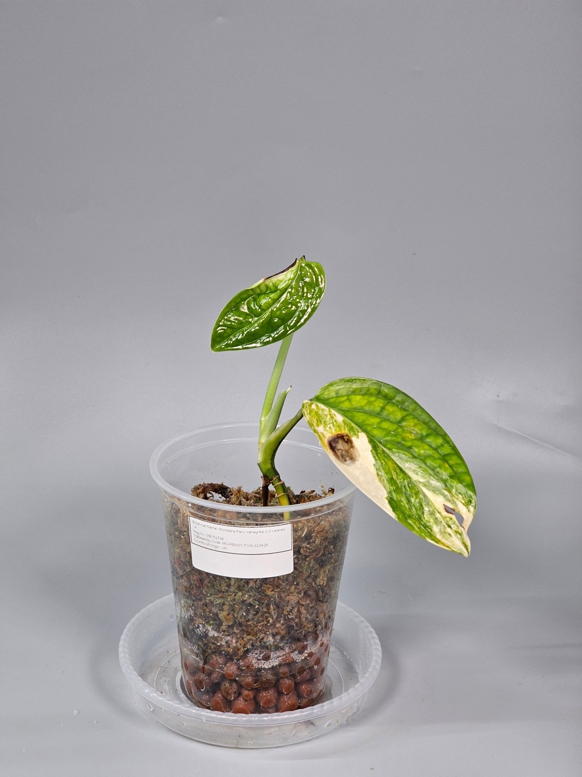 Rare Houseplants - Monstera Peru Variegata 2 - 3 Leaves - A | Rare Houseplants - Odd Leaf