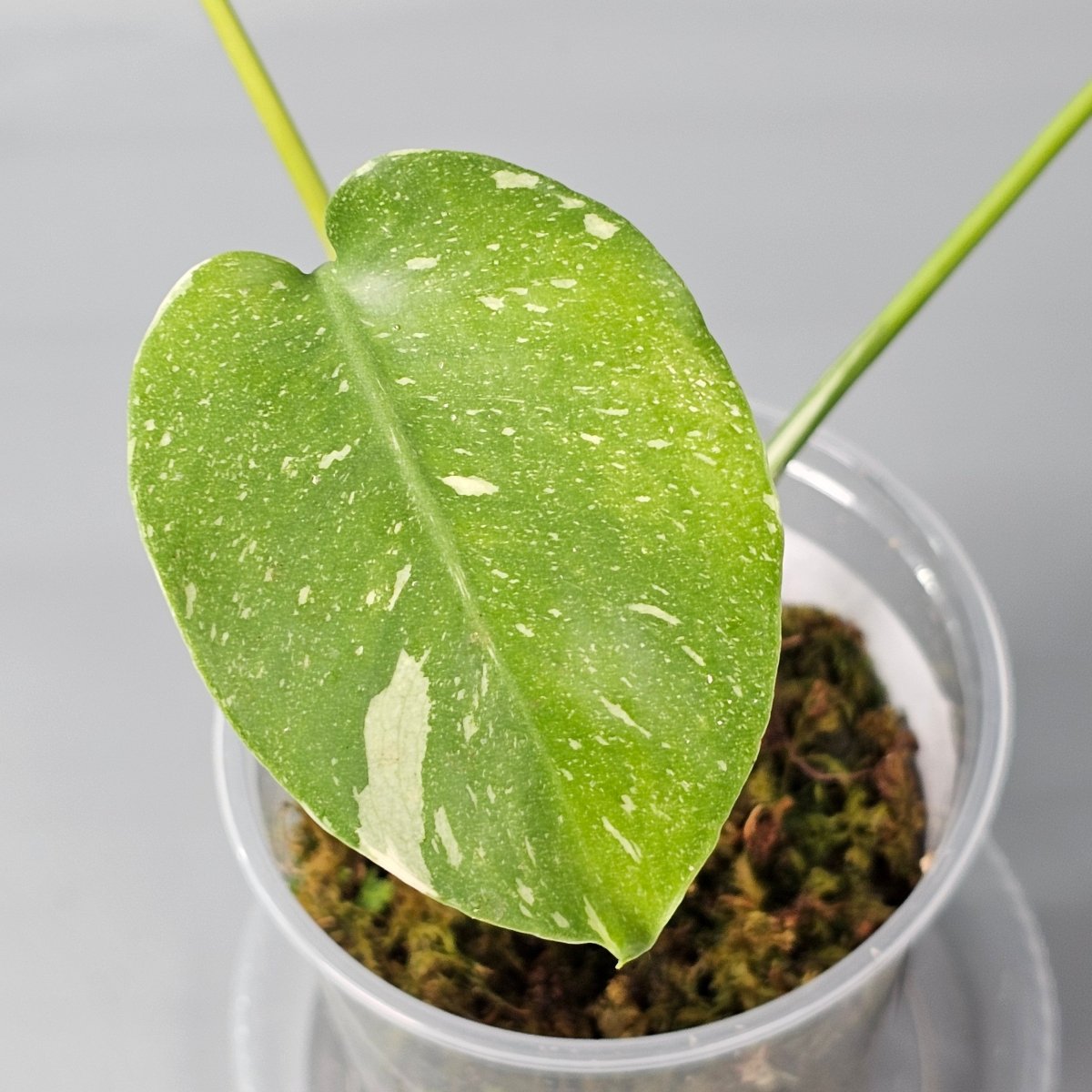 Rare Houseplants - Monstera Thai Constellation 2 11cm - Odd Leaf