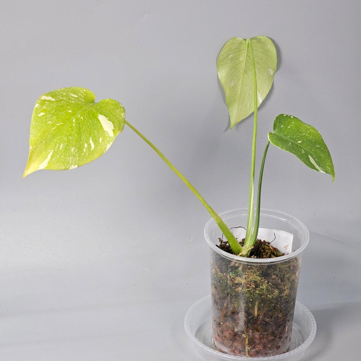 Rare Houseplants - Monstera Thai Constellation 2 11cm - Odd Leaf