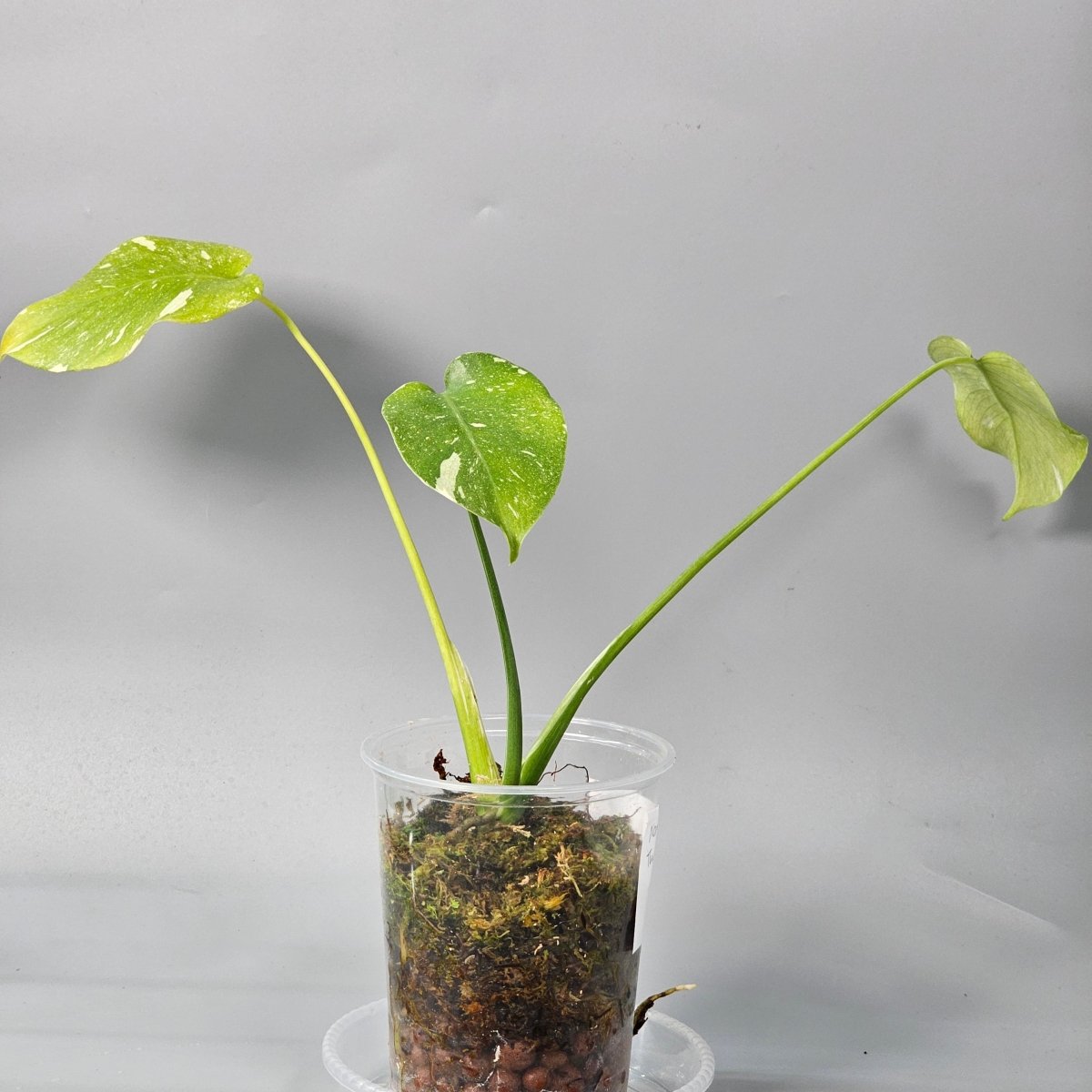 Rare Houseplants - Monstera Thai Constellation 2 11cm - Odd Leaf