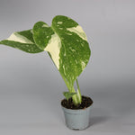 Rare Houseplants - Monstera Thai Constellation - Odd Leaf