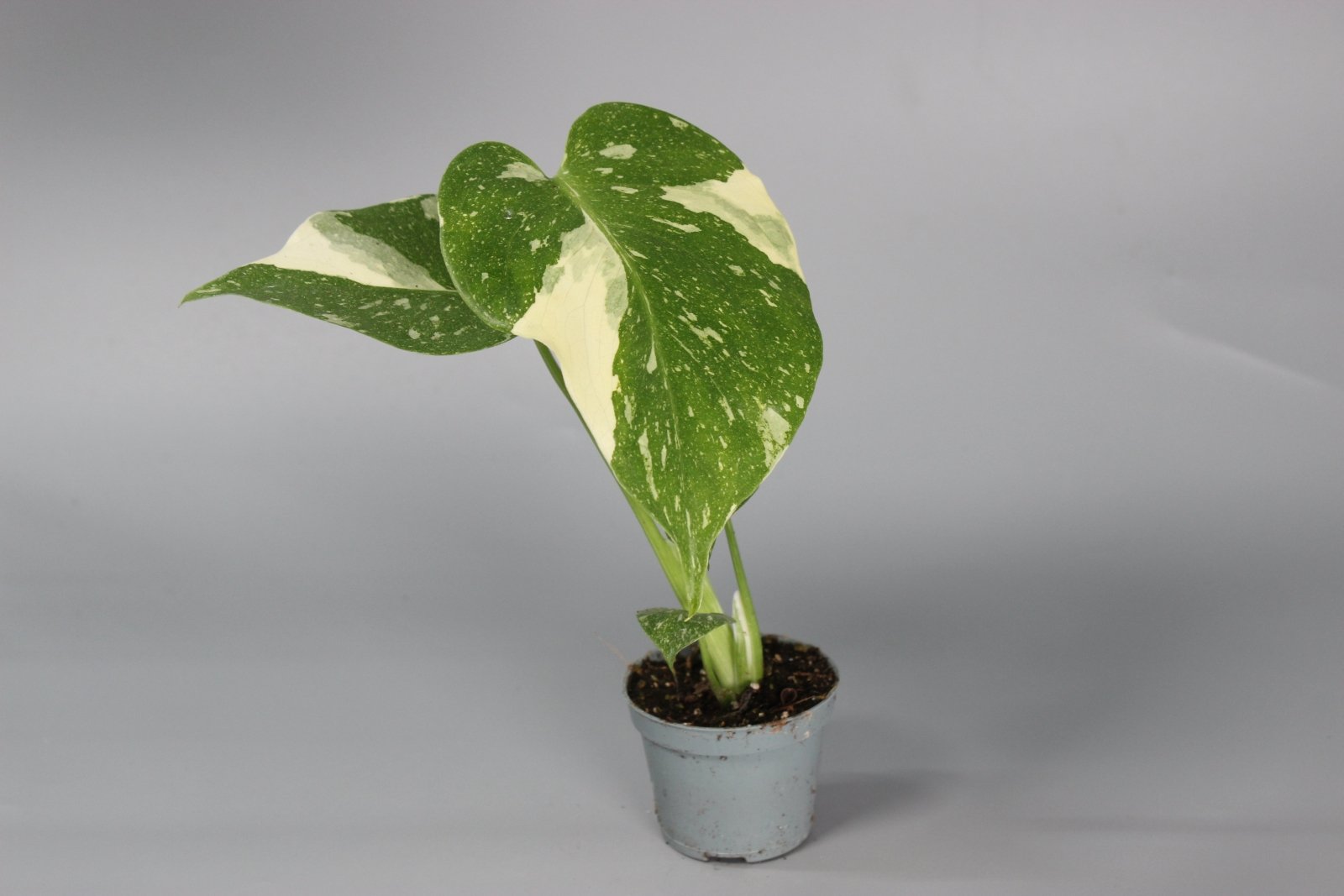 Rare Houseplants - Monstera Thai Constellation - Odd Leaf