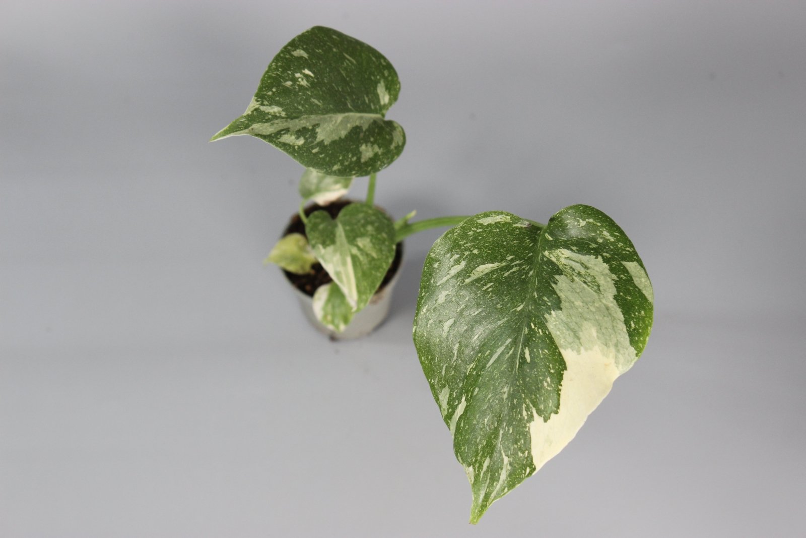 Rare Houseplants - Monstera Thai Constellation - Odd Leaf