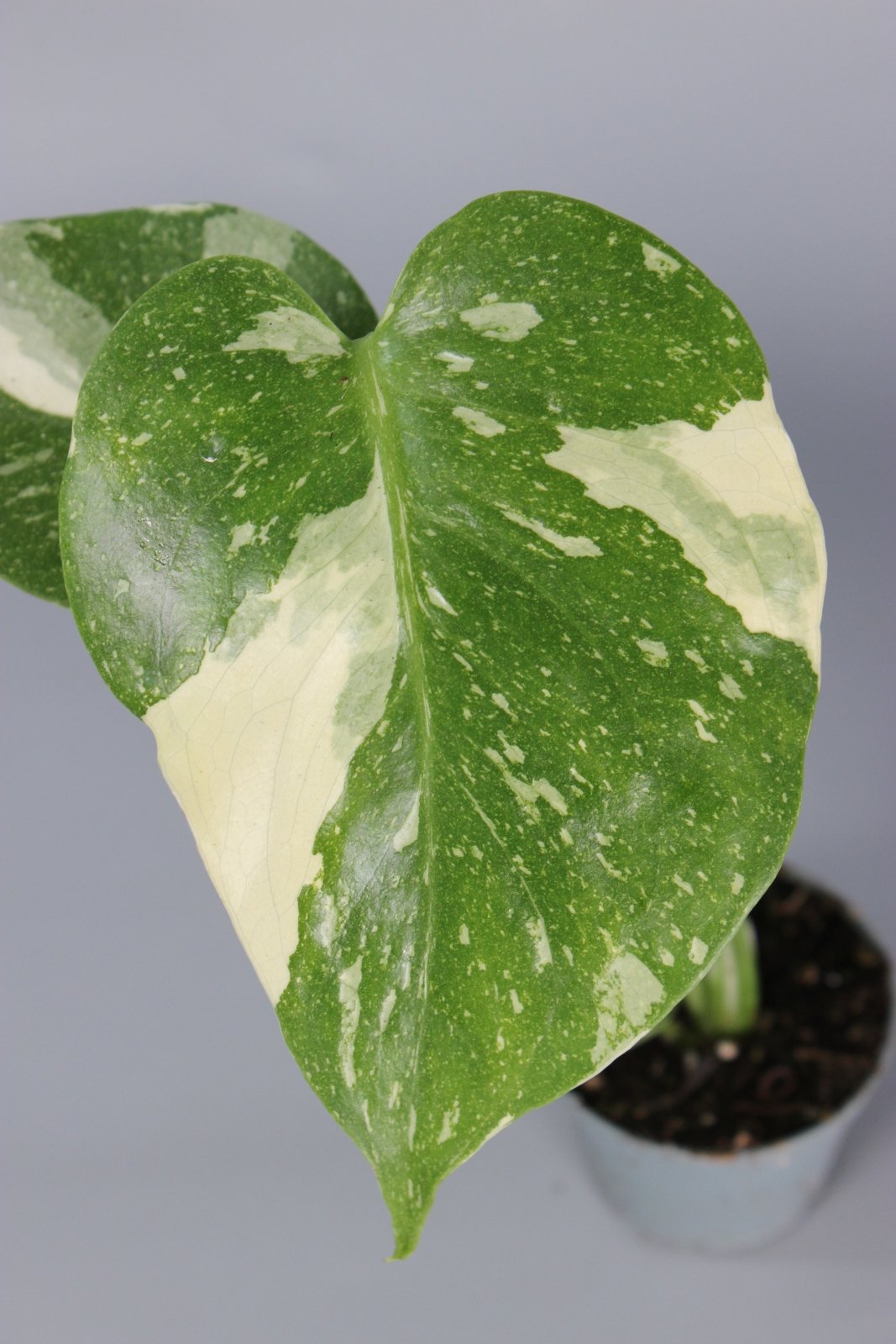 Rare Houseplants - Monstera Thai Constellation - Odd Leaf