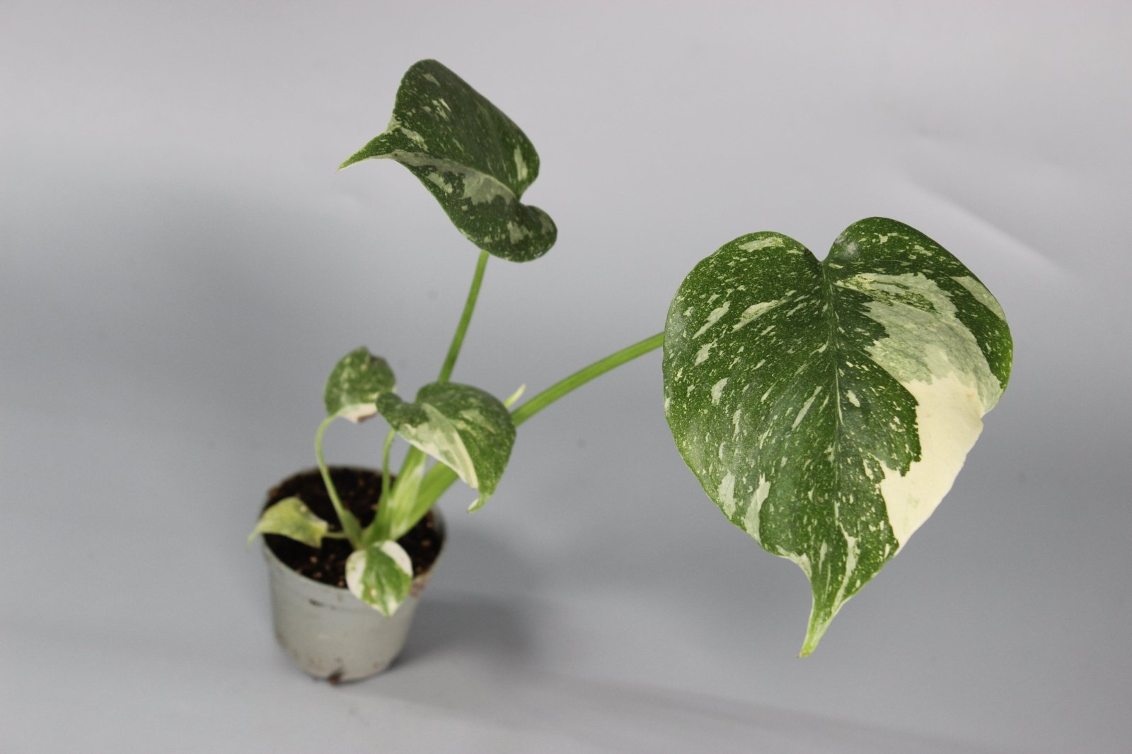 Rare Houseplants - Monstera Thai Constellation - Odd Leaf