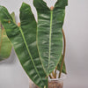 Rare Houseplants - Philodendron Billietiae - Odd Leaf