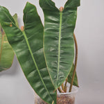 Rare Houseplants - Philodendron Billietiae - Odd Leaf
