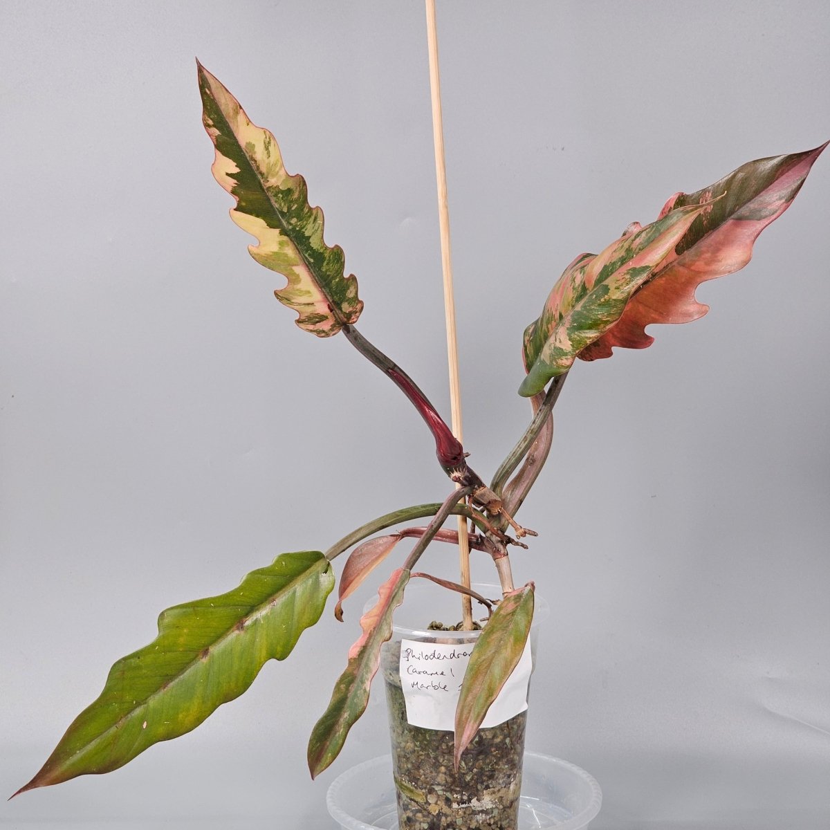 Rare Houseplants - Philodendron Caramel Marble 11cm - Odd Leaf