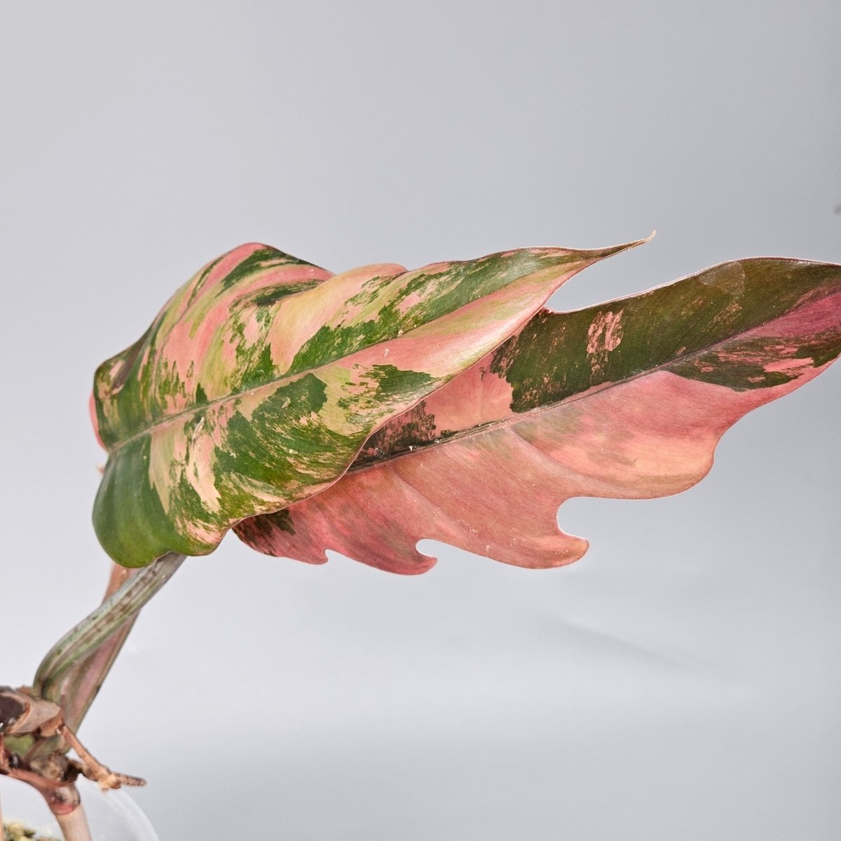 Rare Houseplants - Philodendron Caramel Marble 11cm - Odd Leaf