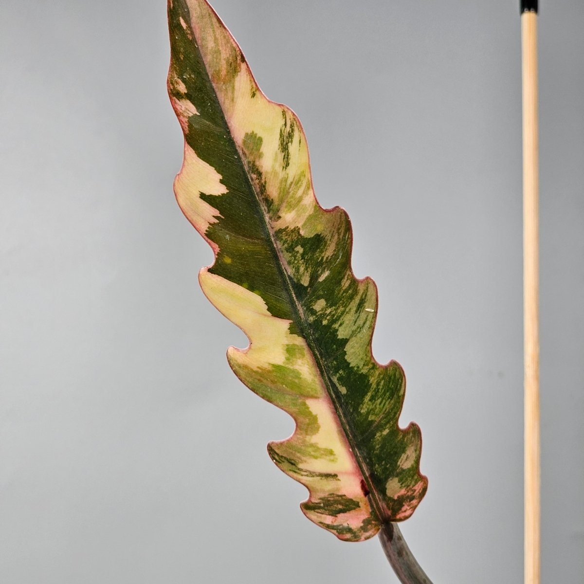 Rare Houseplants - Philodendron Caramel Marble 11cm - Odd Leaf