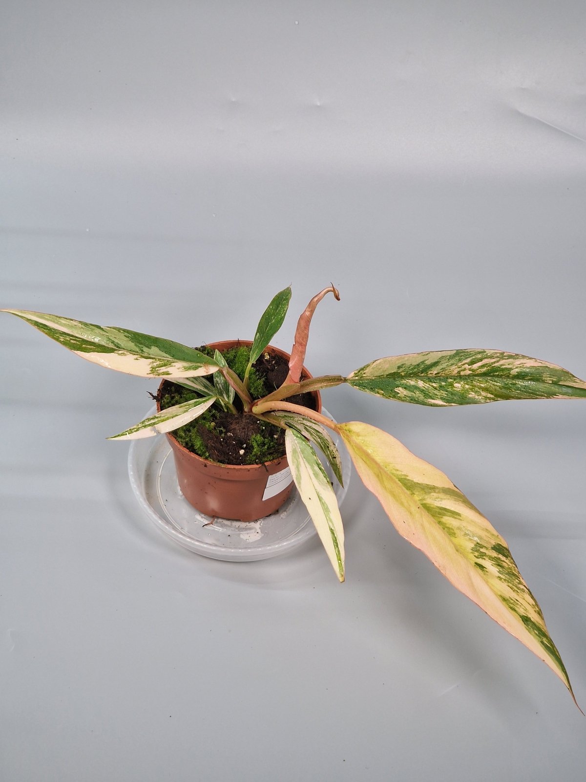 Rare Houseplants - Philodendron 'caramel Marble' (p 10.5) - A | Rare Houseplants - Odd Leaf