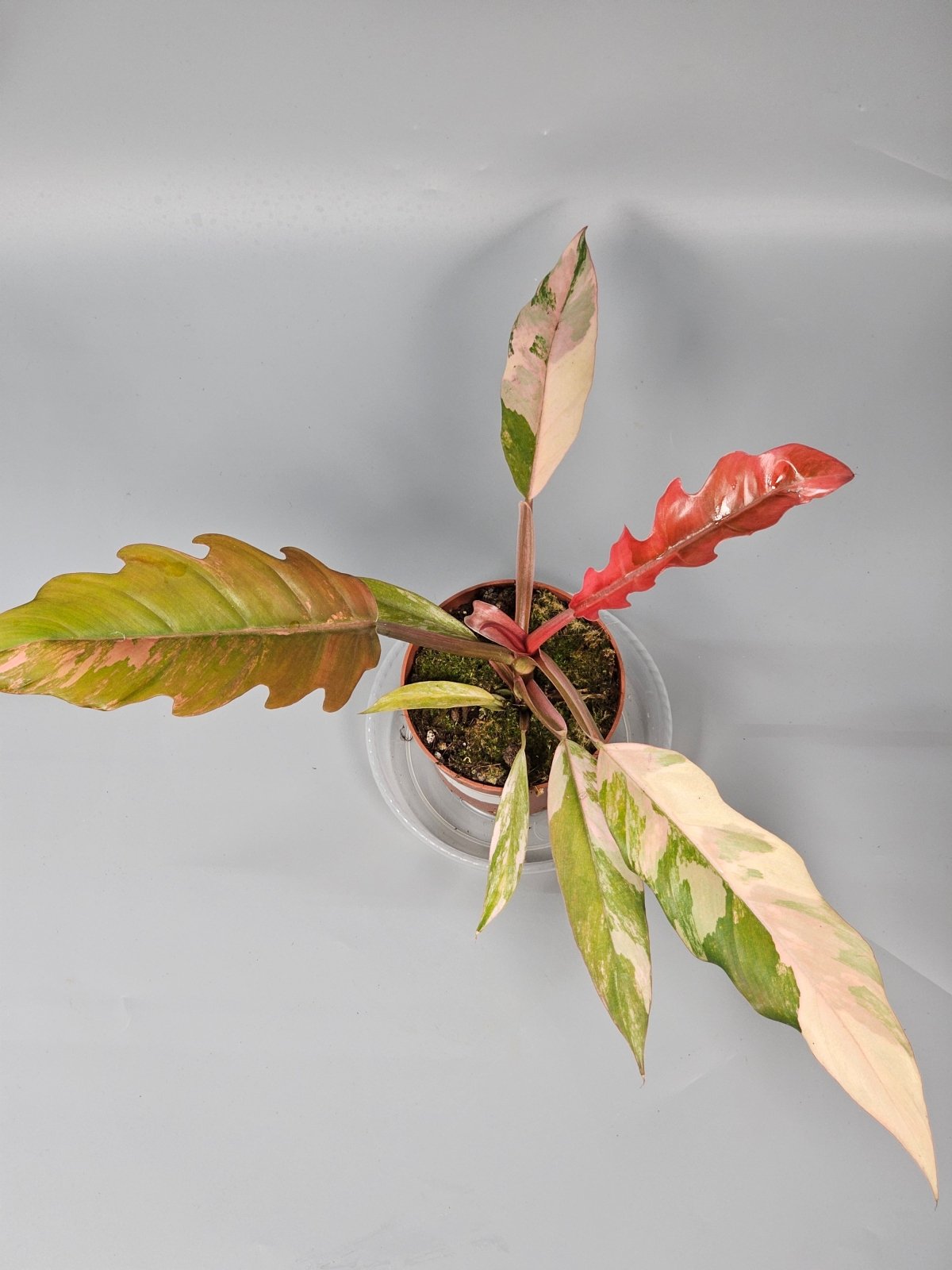 Rare Houseplants - Philodendron 'caramel Marble' (p 10.5) - C | Rare Houseplants - Odd Leaf