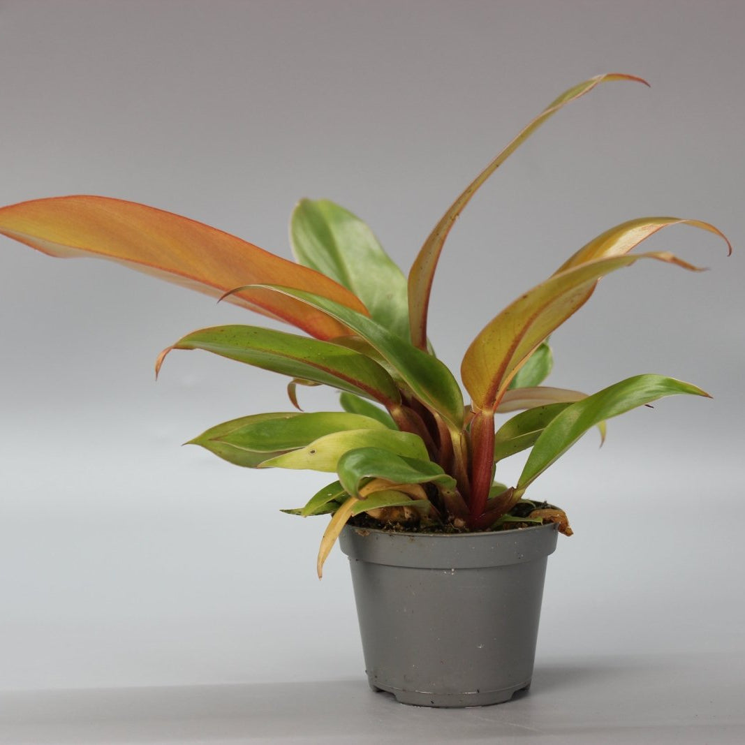 Rare Houseplants - Philodendron Cherry Red - Odd Leaf