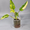 Rare Houseplants - Philodendron Domesticum - A | Rare Houseplants - Odd Leaf