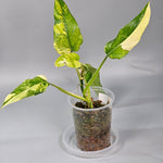 Rare Houseplants - Philodendron Domesticum - A | Rare Houseplants - Odd Leaf