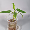 Rare Houseplants - Philodendron Domesticum - Odd Leaf