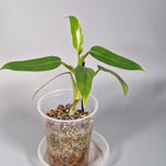 Rare Houseplants - Philodendron Domesticum - Odd Leaf