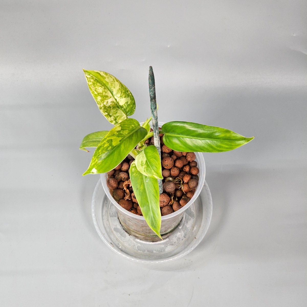 Rare Houseplants - Philodendron domesticum variegated 1 - Odd Leaf