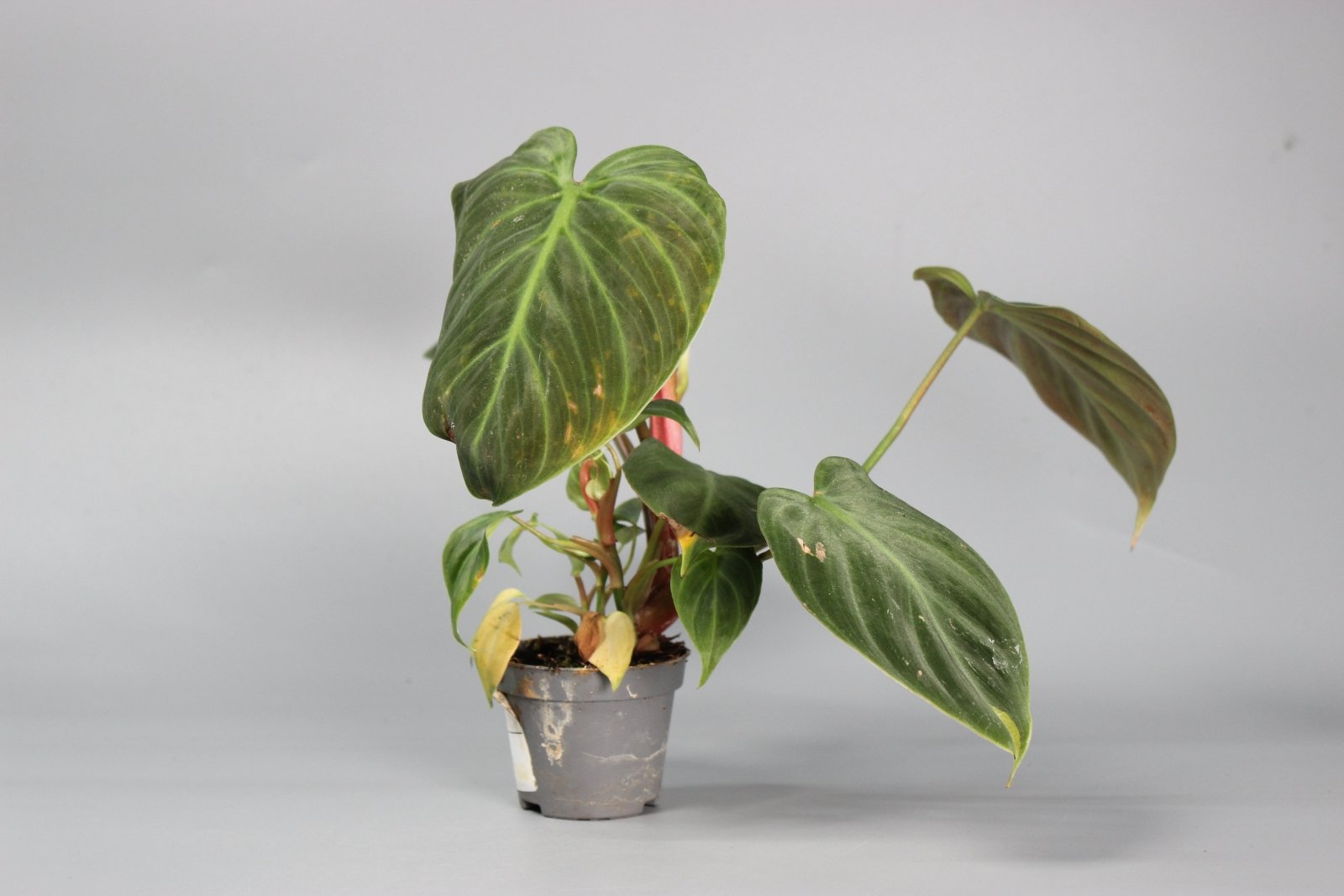 Rare Houseplants - Philodendron El Choco Red - Odd Leaf