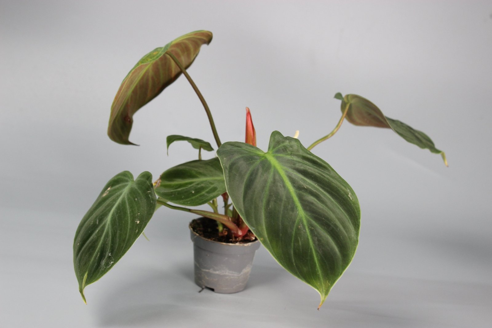 Rare Houseplants - Philodendron El Choco Red - Odd Leaf