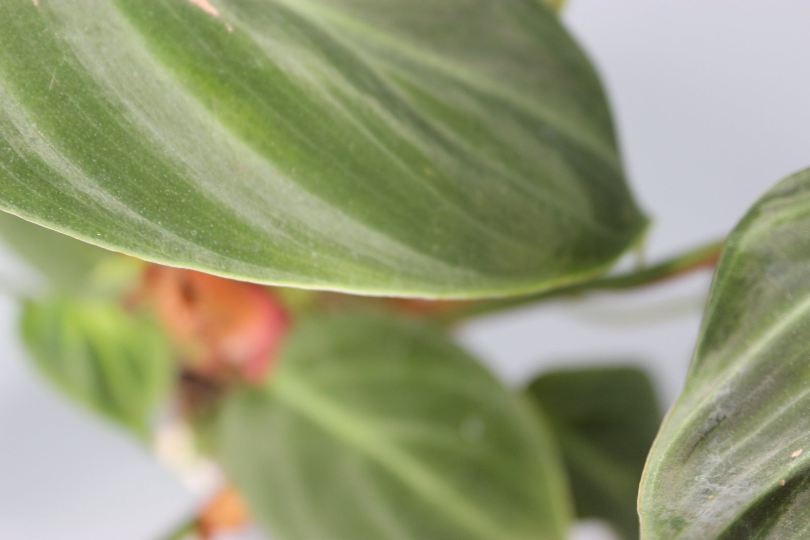 Rare Houseplants - Philodendron El Choco Red - Odd Leaf